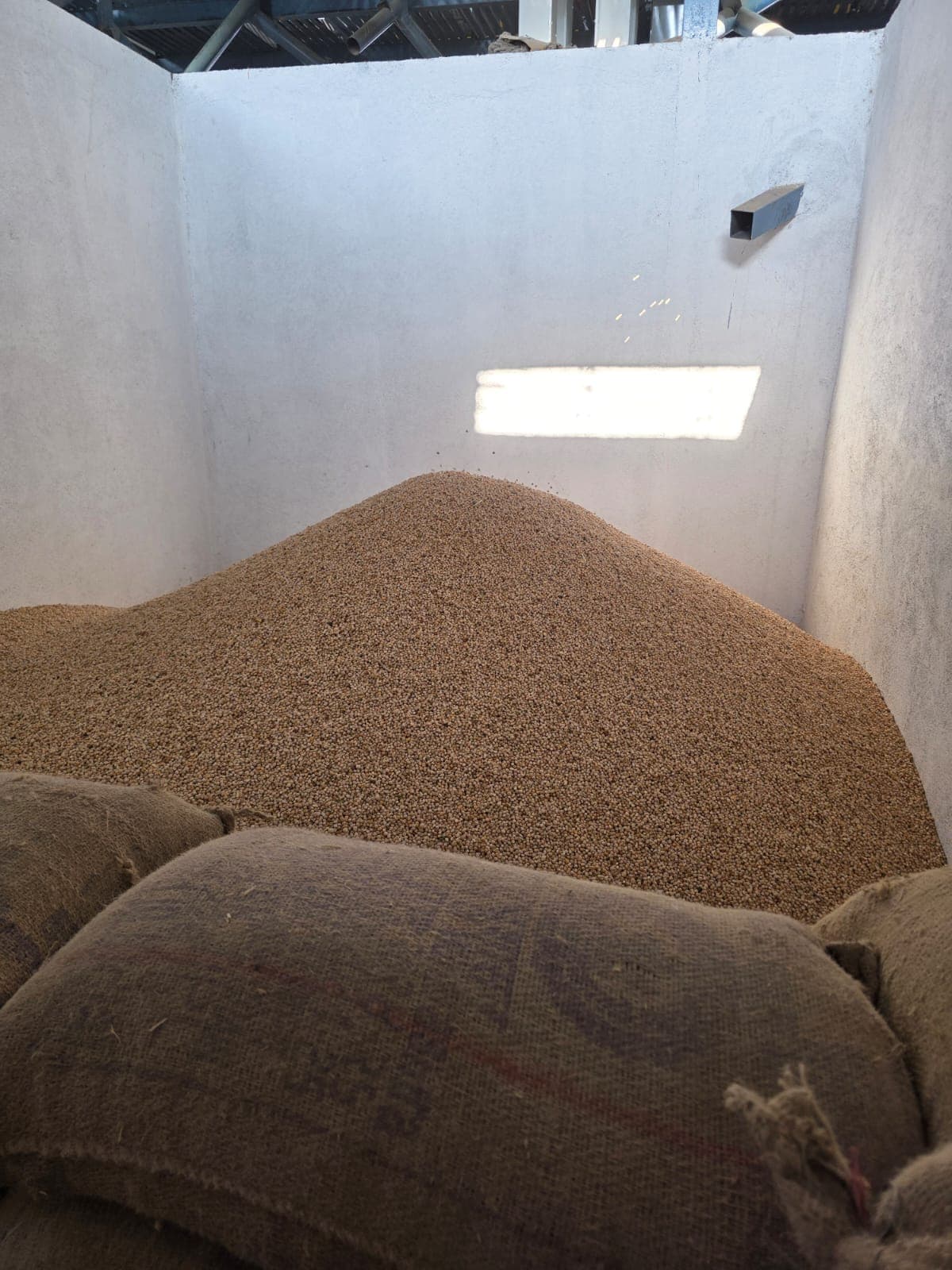 Chickpeas being processed in the factory